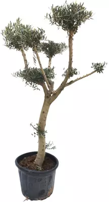Olea europaea pompon (olijf) 200 cm - afbeelding 1
