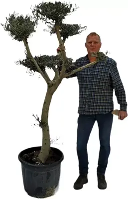 Olea europaea pompon (olijf) 200 cm - afbeelding 2