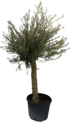 Olea Europea Florida - afbeelding 1