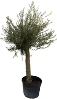 Olea Europea Florida kopen?