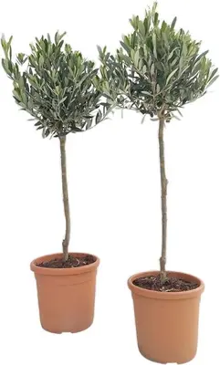 Olea (Olijf) - afbeelding 1