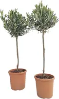 Olea (Olijf) - afbeelding 1
