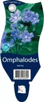 Omphalodes verna (Amerikaans vergeet-mij-nietje) - afbeelding 1