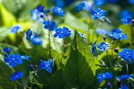 Omphalodes verna (Amerikaans vergeet-mij-nietje) - afbeelding 3