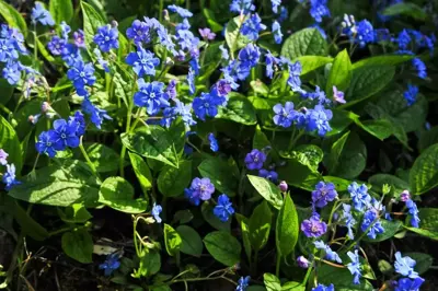 Omphalodes verna (Amerikaans vergeet-mij-nietje) - afbeelding 5