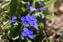 Omphalodes verna (Amerikaans vergeet-mij-nietje) - afbeelding 2