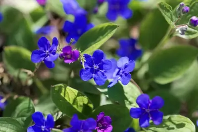 Omphalodes verna (Amerikaans vergeet-mij-nietje) - afbeelding 4