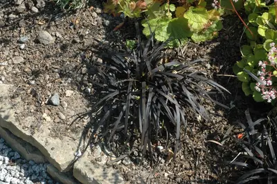 Ophiopogon planiscapus 'Niger' (Slangebaard) - afbeelding 5
