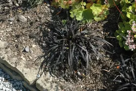 Ophiopogon planiscapus 'Niger' (Slangebaard) - afbeelding 5