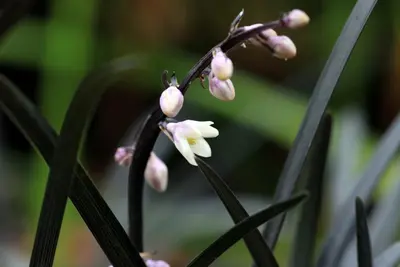 Ophiopogon planiscapus 'Niger' (Slangebaard) - afbeelding 2