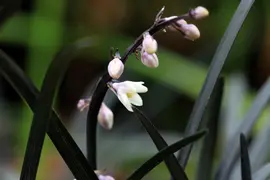 Ophiopogon planiscapus 'Niger' (Slangebaard) - afbeelding 2
