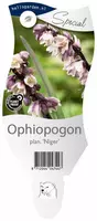 Ophiopogon planiscapus 'Niger' (Slangebaard) - afbeelding 1