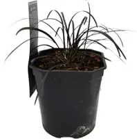 Ophiopogon planiscapus 'niger' (Slangebaard) 20 cm - afbeelding 3