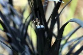 Ophiopogon planiscapus 'Niger' (Slangebaard) - afbeelding 3