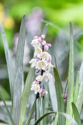 Ophiopogon planiscapus 'Niger' (Slangebaard) - afbeelding 6