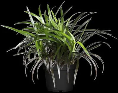 Ophiopogon planiscapus 'Niger' (Slangenbaard 'Niger') - afbeelding 1