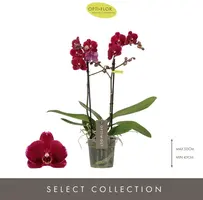 Optimost 'Ares' (Orchidee) 45cm - afbeelding 2