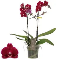 Optimost 'Ares' (Orchidee) 45cm - afbeelding 1