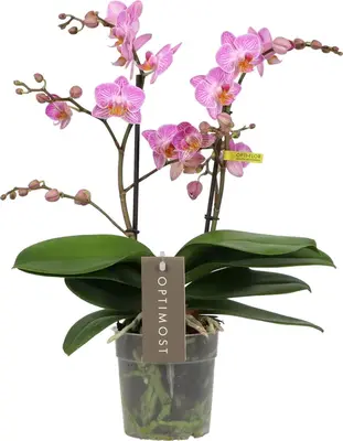 Optimost honeybee 3 spike - afbeelding 1