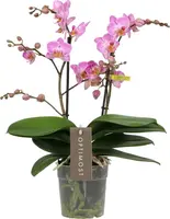 Optimost honeybee 3 spike - afbeelding 1