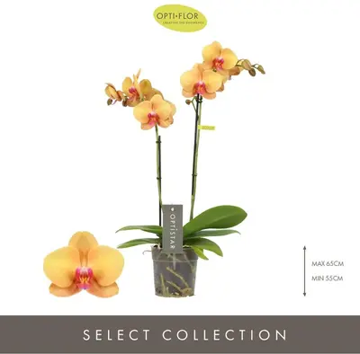 Optistar 'Deshi' (Orchidee) 50cm - afbeelding 2
