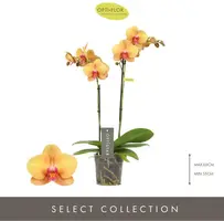 Optistar 'Deshi' (Orchidee) 50cm - afbeelding 2
