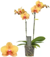 Optistar 'Deshi' (Orchidee) 50cm - afbeelding 1