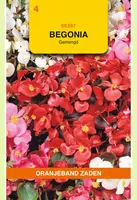 Oranjeband zaden Begonia gemengd - afbeelding 1