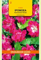 Oranjeband zaden Ipomoea, Klimmende Winde dubbelbloemig roze - afbeelding 1