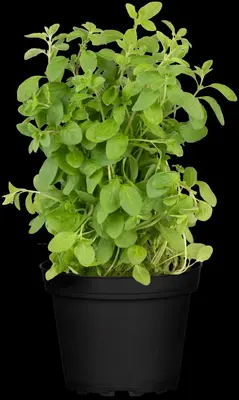 Origanum majorana (Echte marjolein) - afbeelding 17