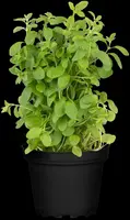 Origanum majorana (Echte marjolein) - afbeelding 17