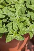 Origanum majorana (Echte marjolein) - afbeelding 5