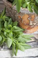 Origanum majorana (Echte marjolein) - afbeelding 7
