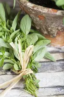Origanum majorana (Echte marjolein) - afbeelding 8