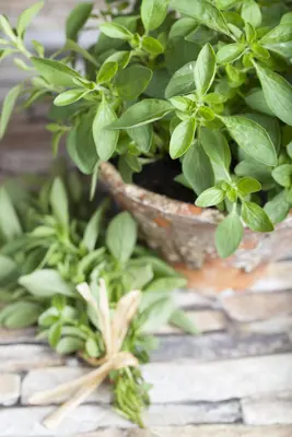 Origanum majorana (Echte marjolein) - afbeelding 9