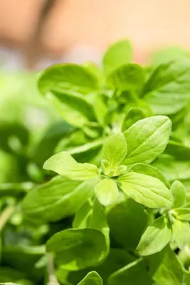 Origanum majorana (Echte marjolein) - afbeelding 13