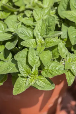 Origanum majorana (Echte marjolein) - afbeelding 6