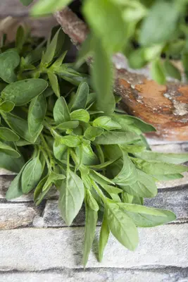 Origanum majorana (Echte marjolein) - afbeelding 7