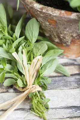 Origanum majorana (Echte marjolein) - afbeelding 9
