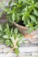 Origanum majorana (Echte marjolein) - afbeelding 10