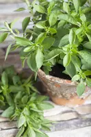 Origanum majorana (Echte marjolein) - afbeelding 11