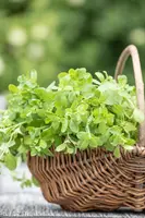 Origanum majorana (Echte marjolein) - afbeelding 12