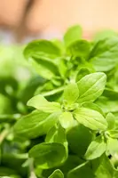 Origanum majorana (Echte marjolein) - afbeelding 14