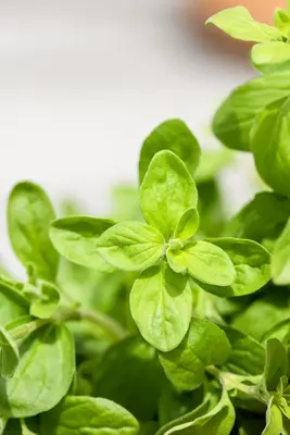 Origanum majorana (Echte marjolein) - afbeelding 16