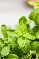 Origanum majorana (Echte marjolein) - afbeelding 16