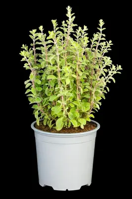 Origanum majorana (Echte marjolein) - afbeelding 19