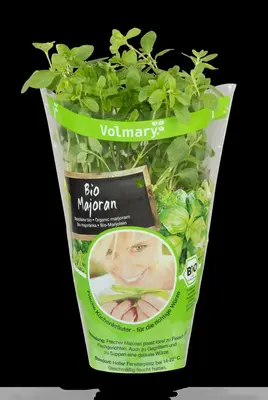 Origanum majorana (Echte marjolein) - afbeelding 17