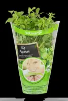 Origanum majorana (Echte marjolein) - afbeelding 18