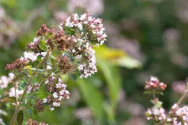 Origanum majorana (Echte marjolein) - afbeelding 1