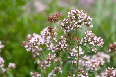 Origanum majorana (Echte marjolein) - afbeelding 2
